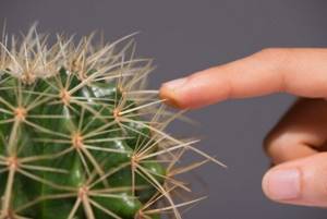 How to remove a cactus splinter from under your nail?