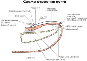 Кутикула на ногтях. Что это такое, фото