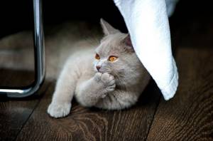 How often should you trim your cat&#39;s claws?