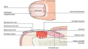 Structure of the nail